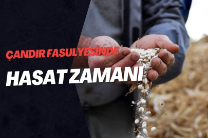 ÇANDIR FASULYESİNDE HASAT ZAMANI