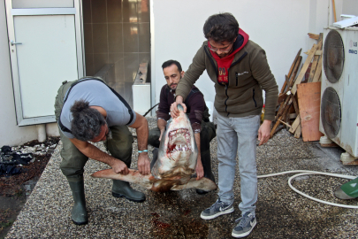 150 Kg Köpek Balığı Müzede Sergilenecek