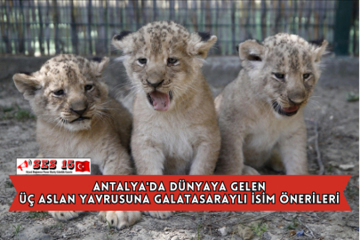Antalya'da Dünyaya Gelen Üç Aslan Yavrusuna Galatasaraylı İsim Önerileri