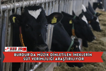Burdur'da Müzik Dinletilen İneklerin Süt Verimliliği Araştırılıyor
