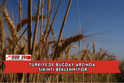 Türkiye'de Buğday Arzında Sıkıntı Beklenmiyor