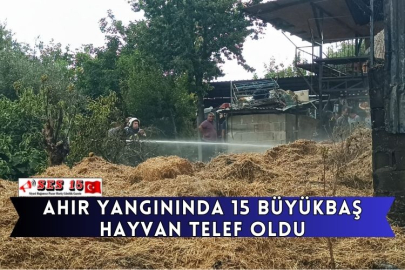 Ahır Yangınında 15 Büyükbaş Hayvan Telef Oldu