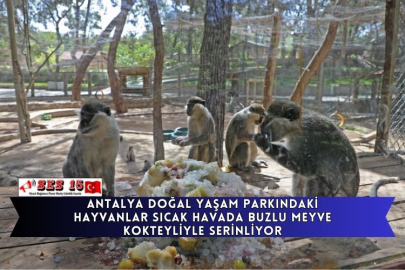 Antalya Doğal Yaşam Parkındaki Hayvanlar Sıcak Havada Buzlu Meyve Kokteyliyle Serinliyor