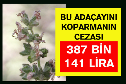 Bu Adaçayını Koparmanın Cezası 387 Bin 141 Lira