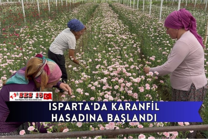 Isparta'da Karanfil Hasadına Başlandı