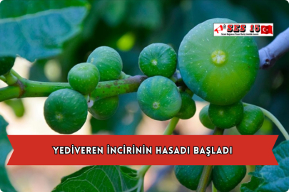 Yediveren İncirinin Hasadı Başladı