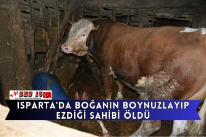 Isparta'da Boğanın Boynuzlayıp Ezdiği Sahibi Öldü