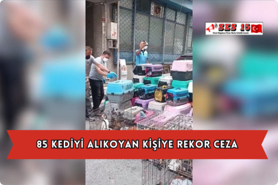 85 Kediyi Alıkoyan Kişiye Rekor Ceza