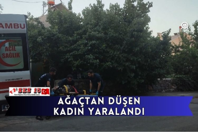 Ağaçtan Düşen Kadın Yaralandı