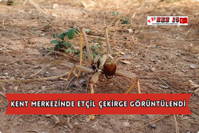 Kent Merkezinde Etçil Çekirge Görüntülendi