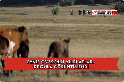 Eynif Ovası'nın Yılkı Atları Dronla Görüntülendi