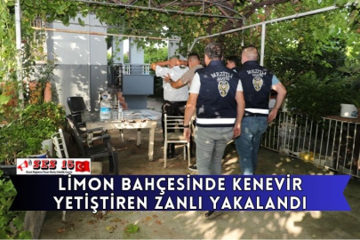 Limon Bahçesinde Kenevir Yetiştiren Zanlı Yakalandı