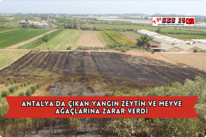 Antalya'da Çıkan Yangın Zeytin ve Meyve Ağaçlarına Zarar Verdi