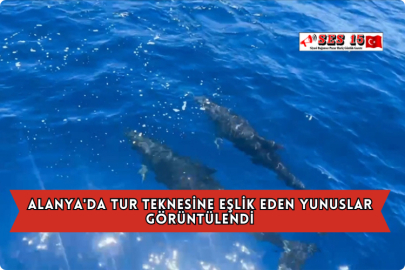 Alanya'da Tur Teknesine Eşlik Eden Yunuslar Görüntülendi