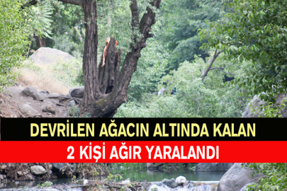 Devrilen Ağacın Altında Kalan 2 Kişi Ağır Yaralandı