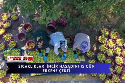 Sıcaklıklar  İncir Hasadını 15 Gün Erkene Çekti