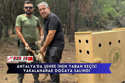 Antalya'da Şehre İnen Yaban Keçisi Yakalanarak Doğaya Salındı