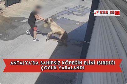 Antalya'da Sahipsiz Köpeğin Elini Isırdığı Çocuk Yaralandı