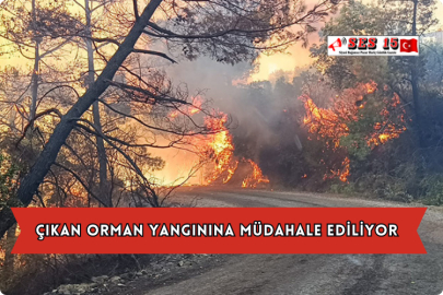 Çıkan Orman Yangınına Müdahale Ediliyor