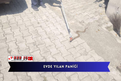 Evde Yılan Paniği