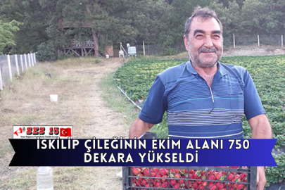 İskilip Çileğinin Ekim Alanı 750 Dekara Yükseldi