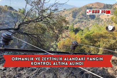 Ormanlık ve Zeytinlik Alandaki Yangın Kontrol Altına Alındı