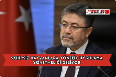 Sahipsiz Hayvanlara Yönelik Uygulama Yönetmeliği Geliyor