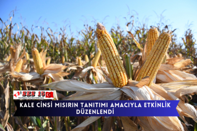 Kale Cinsi Mısırın Tanıtımı Amacıyla Etkinlik Düzenlendi