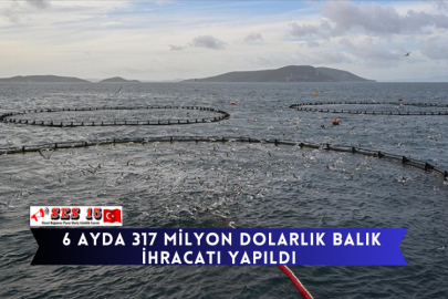 6 Ayda 317 Milyon Dolarlık Balık İhracatı Yapıldı