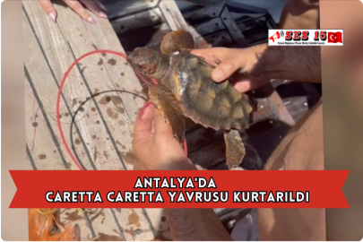 Antalya'da Caretta Caretta Yavrusu Kurtarıldı