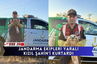 Jandarma Ekipleri Yaralı Kızıl Şahin'i Kurtardı