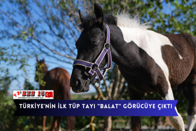 Türkiye'nin İlk Tüp Tayı "balat" Görücüye Çıktı