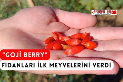 "Goji Berry" Fidanları İlk Meyvelerini Verdi