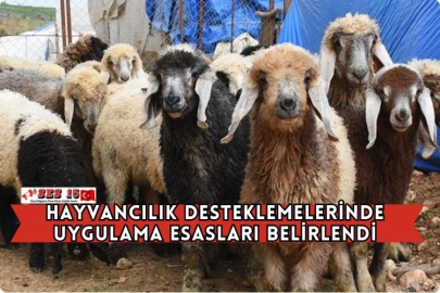 Hayvancılık Desteklemelerinde Uygulama Esasları Belirlendi