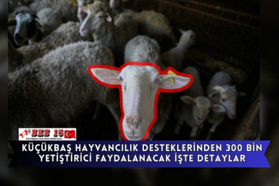 Küçükbaş Hayvancılık Desteklerinden 300 Bin Yetiştirici Faydalanacak İşte Detaylar