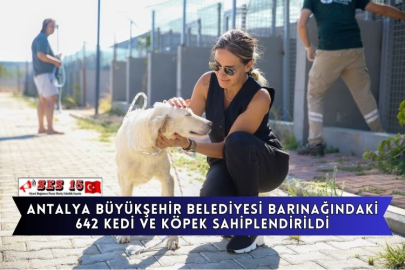 Antalya Büyükşehir Belediyesi Barınağındaki 642 Kedi Ve Köpek Sahiplendirildi