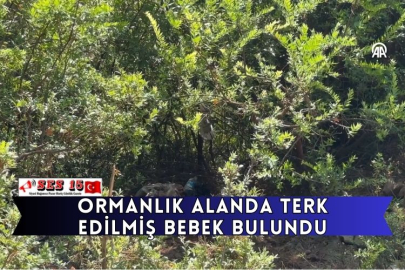 Ormanlık Alanda Terk Edilmiş Bebek Bulundu