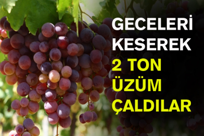 Geceleri Keserek 2 Ton Üzüm Çaldılar