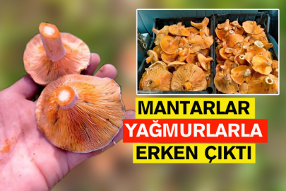 Mantarlar Yağmurlarla Erken Çıktı