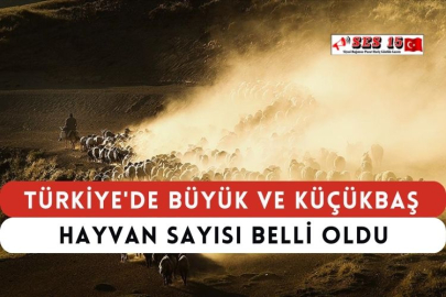 Türkiye'de Büyük ve Küçükbaş Hayvan Sayısı Belli Oldu