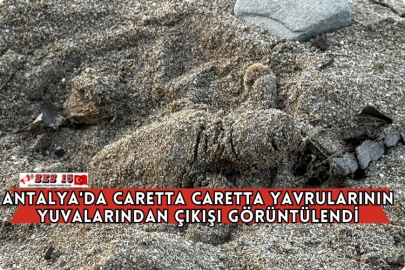 Antalya'da Caretta Caretta Yavrularının Yuvalarından Çıkışı Görüntülendi