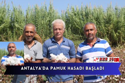 Antalya'da Pamuk Hasadı Başladı