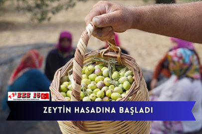 Zeytin Hasadına Başladı