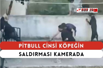 Pitbull Cinsi Köpeğin Saldırması Kamerada