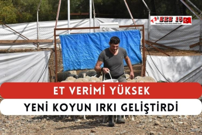 Et Verimi Yüksek Yeni Koyun Irkı Geliştirdi