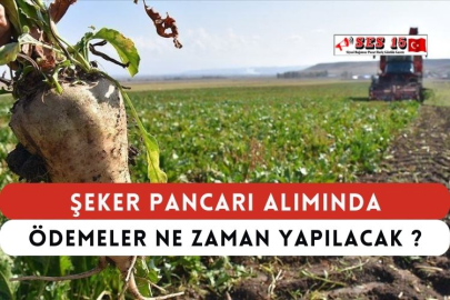 Şeker Pancarı Alımında Ödemeler Ne Zaman Yapılacak ?