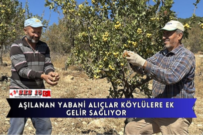 Aşılanan Yabani Alıçlar Köylülere Ek Gelir Sağlıyor