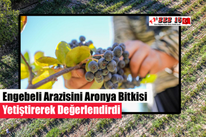 Engebeli Arazisini Aronya Bitkisi Yetiştirerek Değerlendirdi