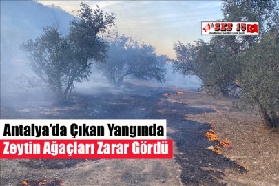 Antalya’da Çıkan Yangında Zeytin Ağaçları Zarar Gördü