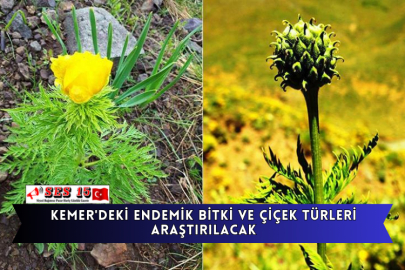 Kemer'deki Endemik Bitki Ve Çiçek Türleri Araştırılacak